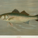 Illustration for article titled Fishes of North America That are Captured on Hook and Line